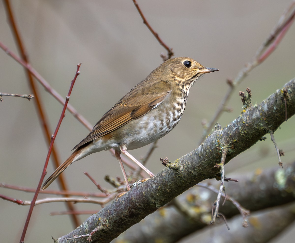 Hermit Thrush - ML645755741