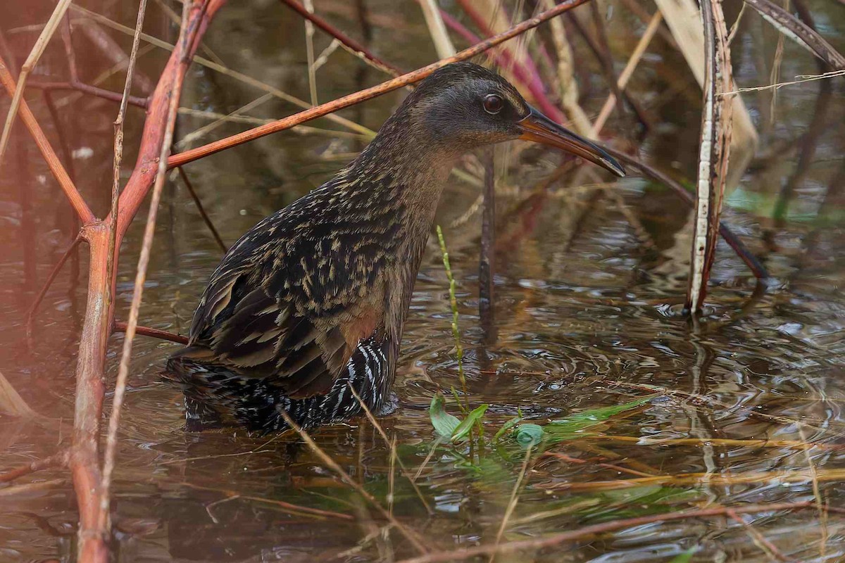 Virginia Rail - ML645755743