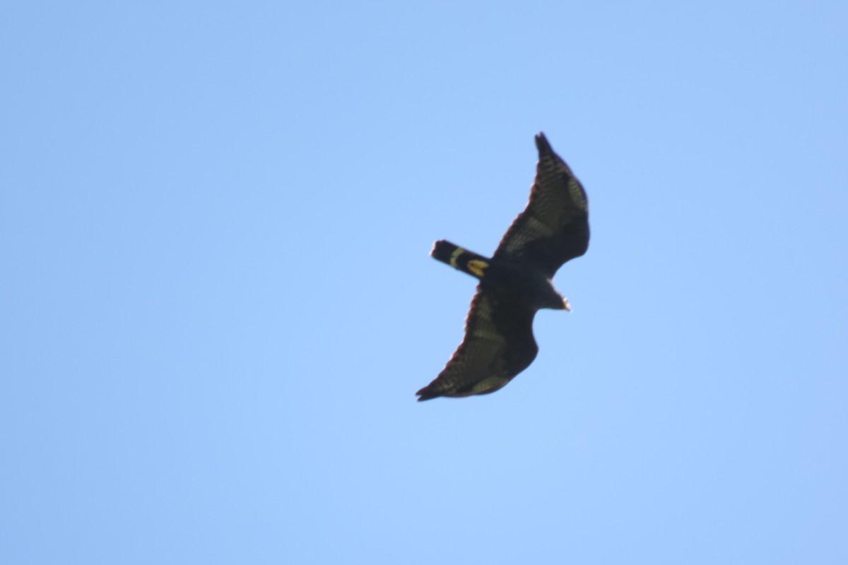 Zone-tailed Hawk - ML645755747