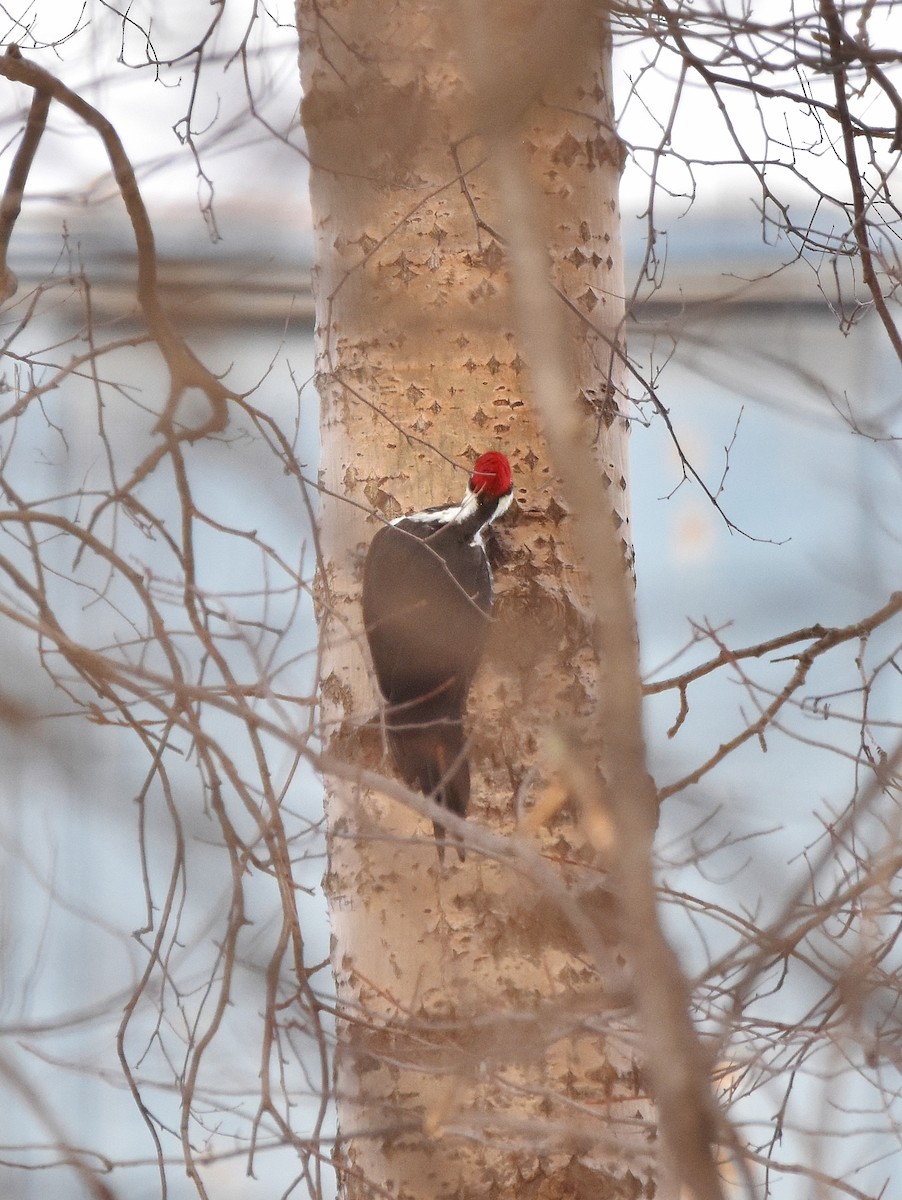 Kuzey Amerika Kara Ağaçkakanı - ML645755748