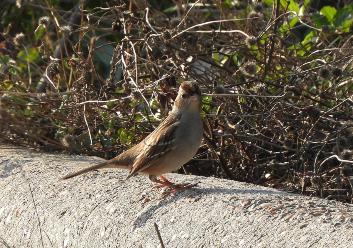 White-crowned Sparrow - ML645755749