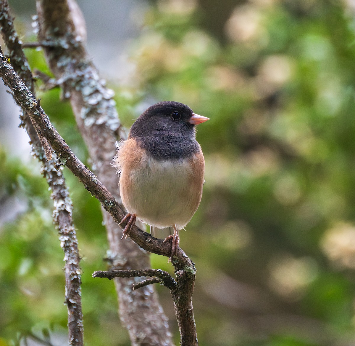 Dark-eyed Junco - ML645755750