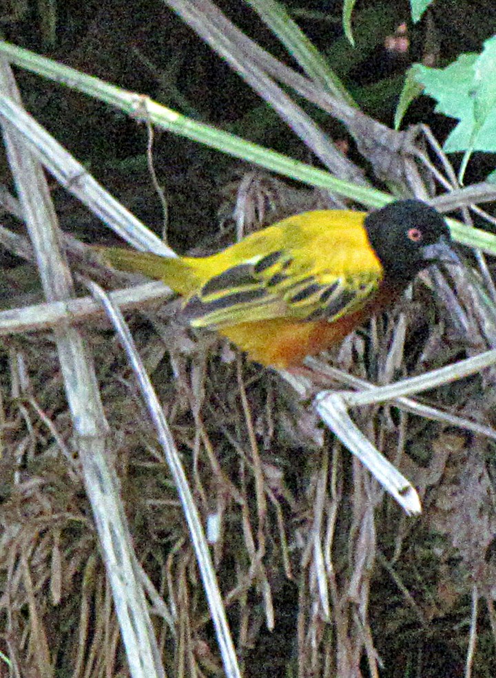 Golden-backed Weaver - ML645755758