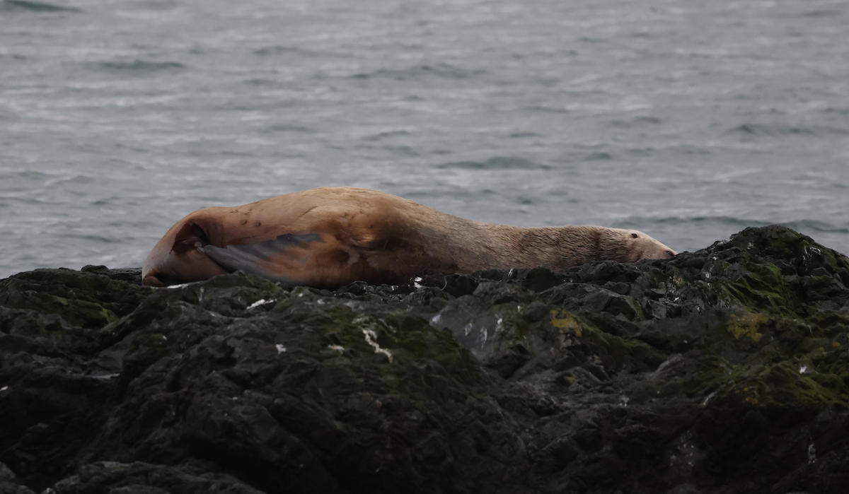 Steller Sea Lion - ML645755764