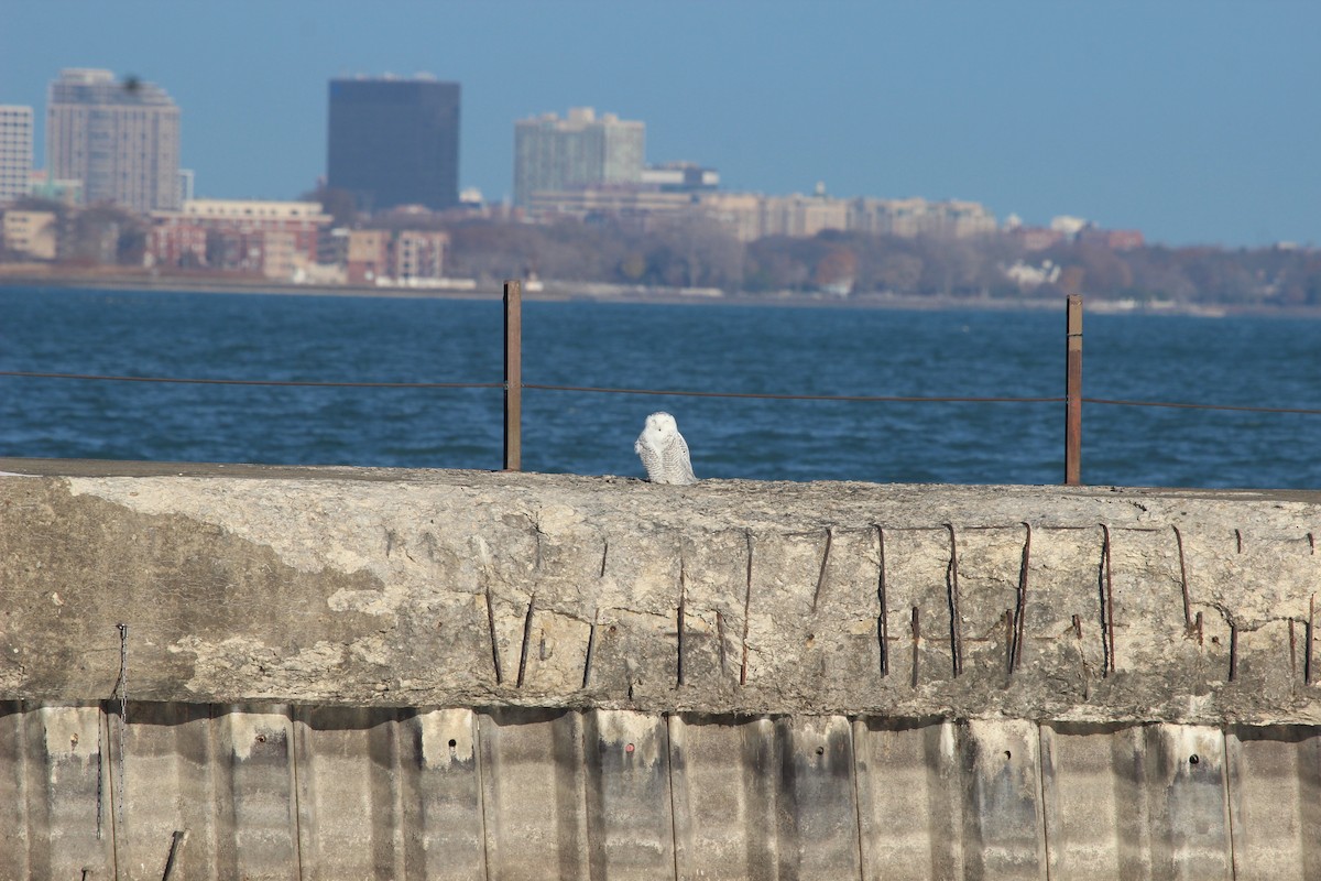 sovice sněžní - ML645755769