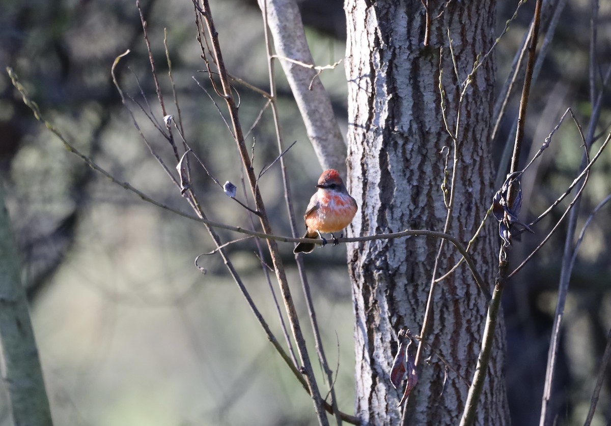 Vermilion Flycatcher - ML645755775