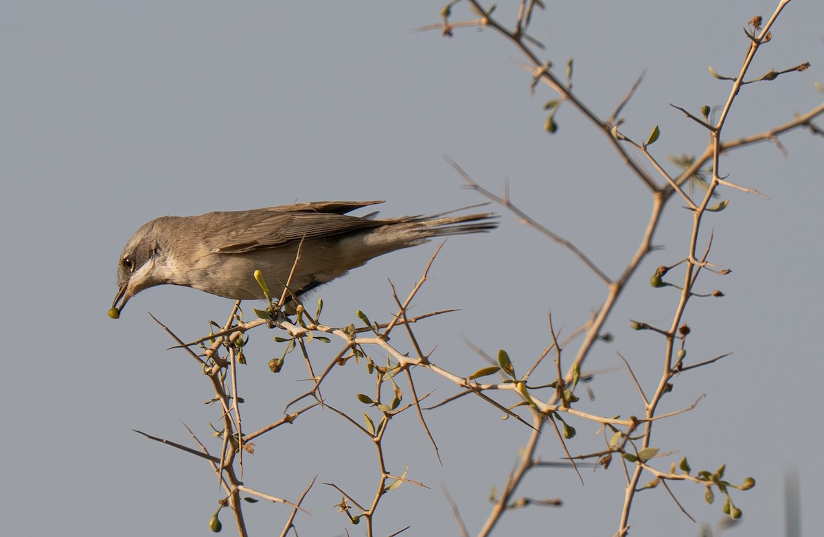 Lesser Whitethroat - ML645755776