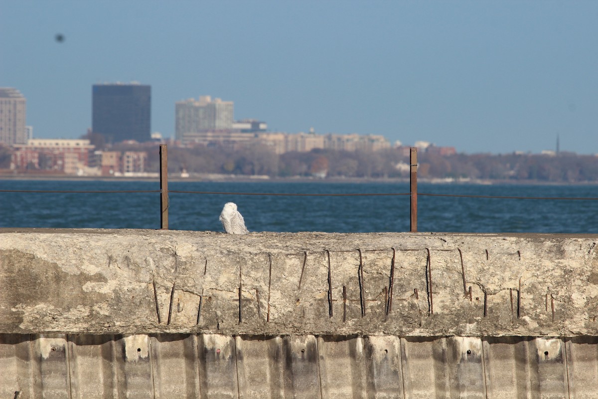 sovice sněžní - ML645755785