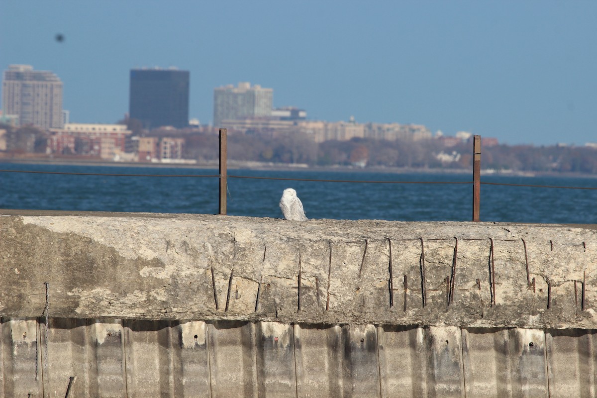 sovice sněžní - ML645755789