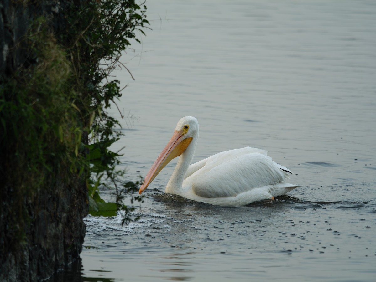 American White Pelican - ML645755790