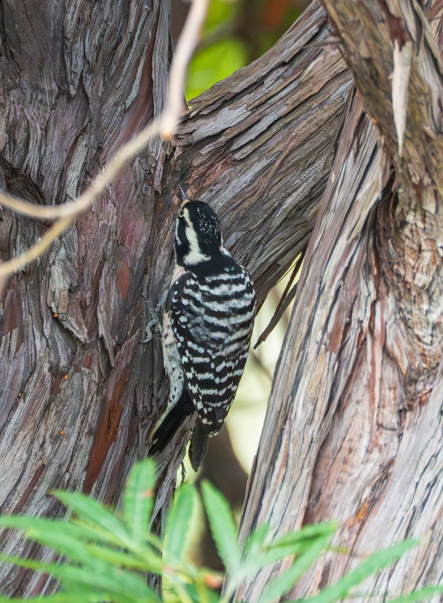 Nuttall's Woodpecker - ML645755791