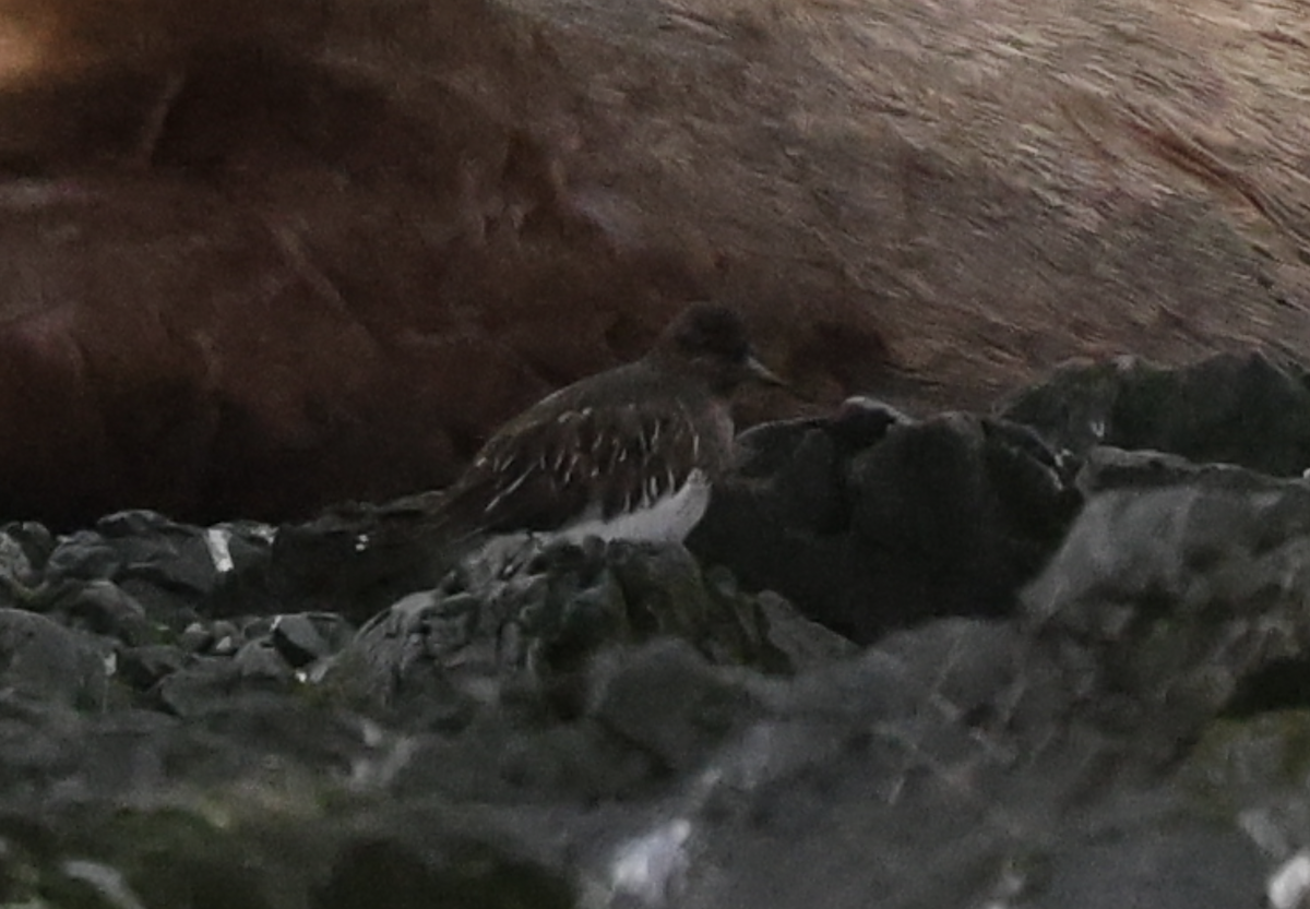 Black Turnstone - ML645755807
