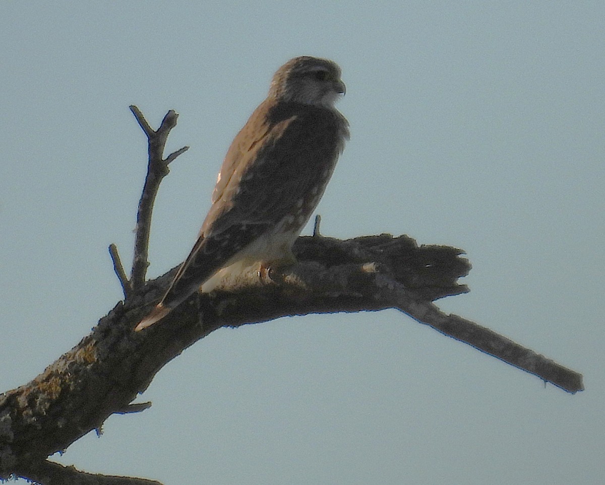 Merlin - ML645755810