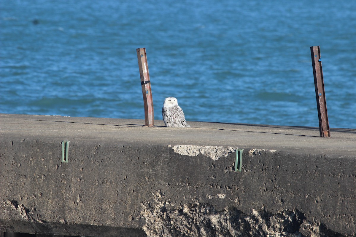 sovice sněžní - ML645755811