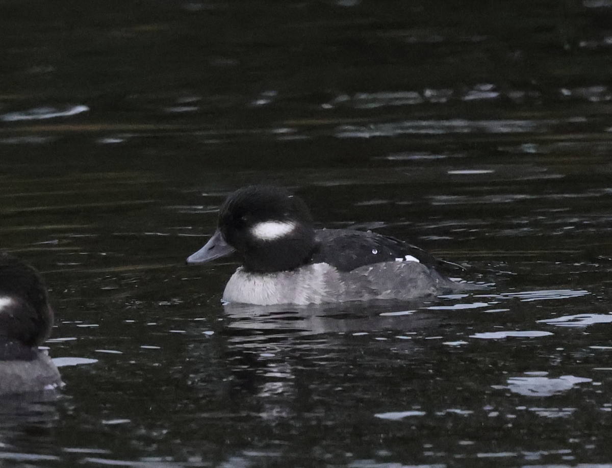 Bufflehead - ML645755816