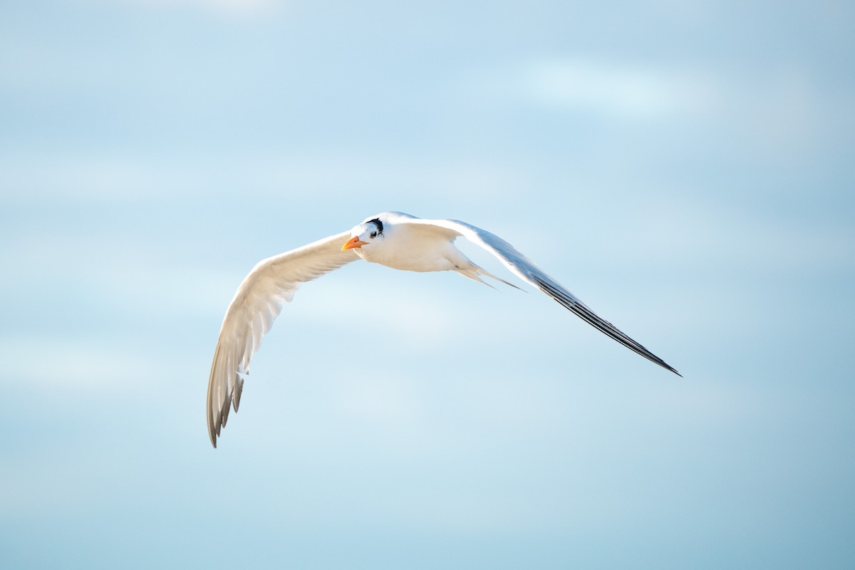Royal Tern - ML645755819