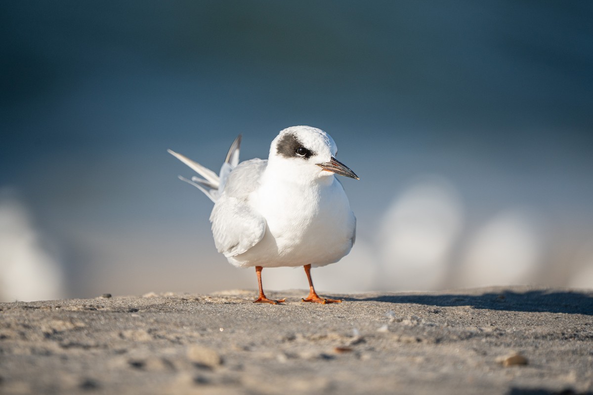 Forster's Tern - ML645755826