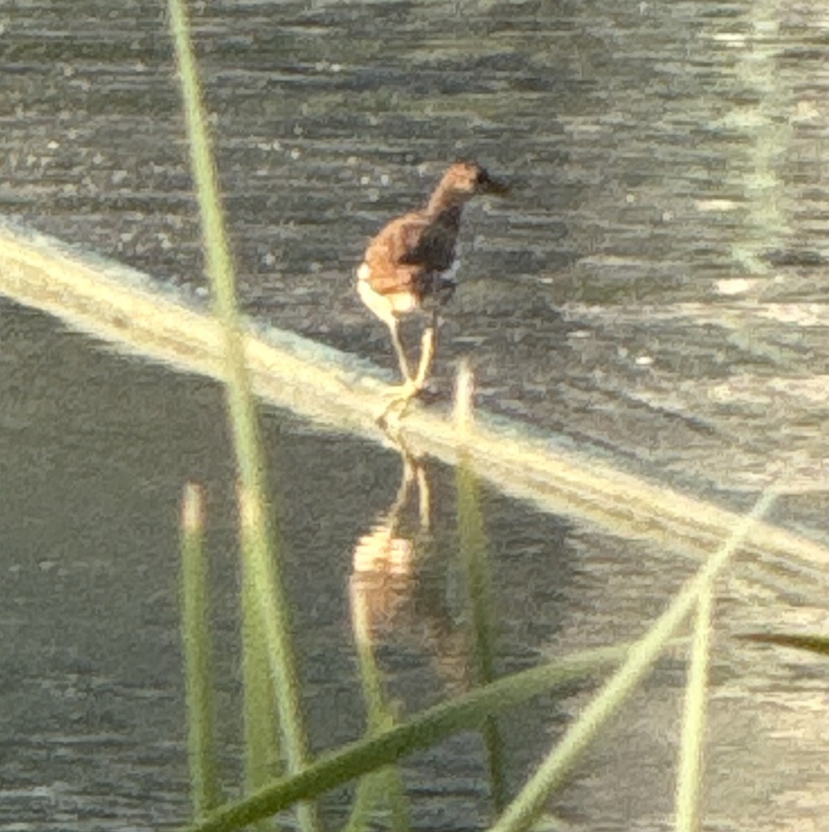 Gray-headed Lapwing - ML645755829