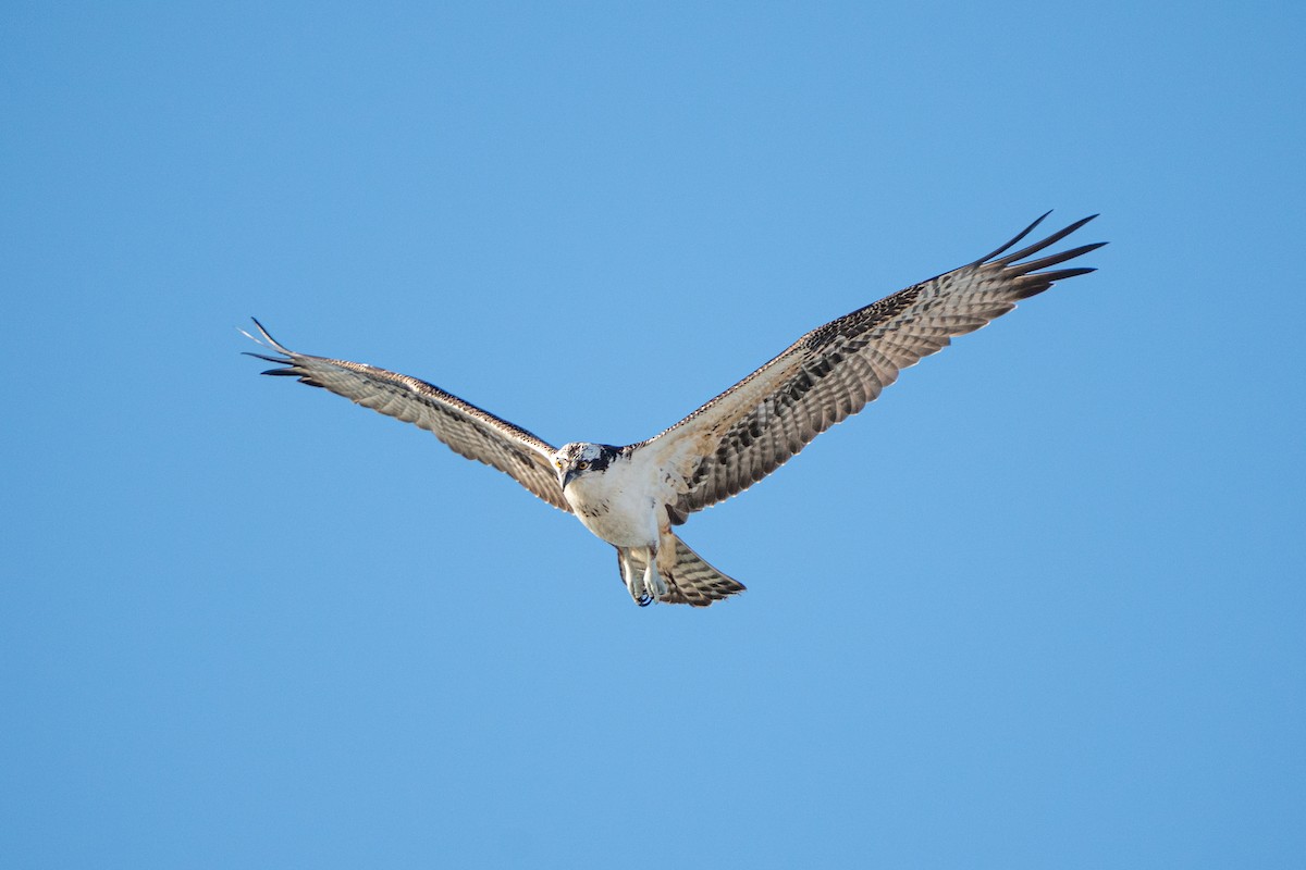 Загасч явлаг - ML645755830