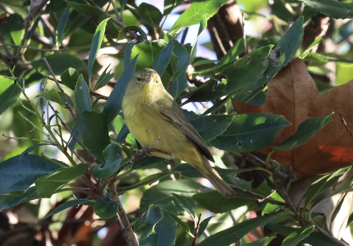 Orange-crowned Warbler - ML645755831