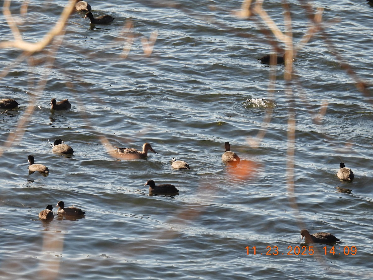 Northern Shoveler - ML645755835