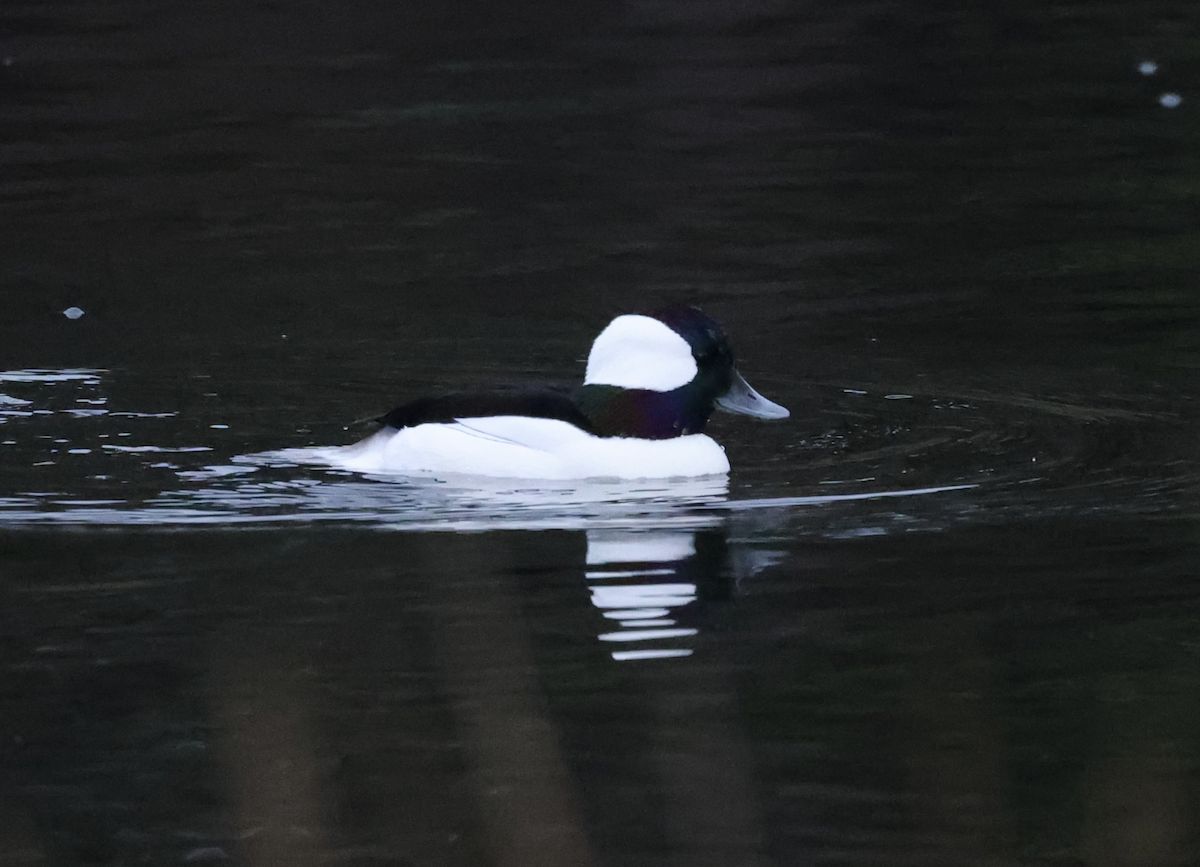עבראש לבנוני - ML645755837
