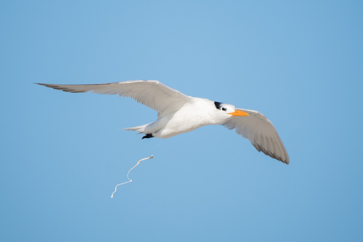 Royal Tern - ML645755838