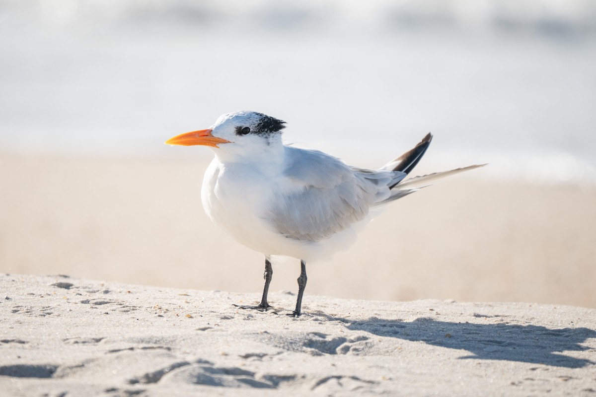 Royal Tern - ML645755839