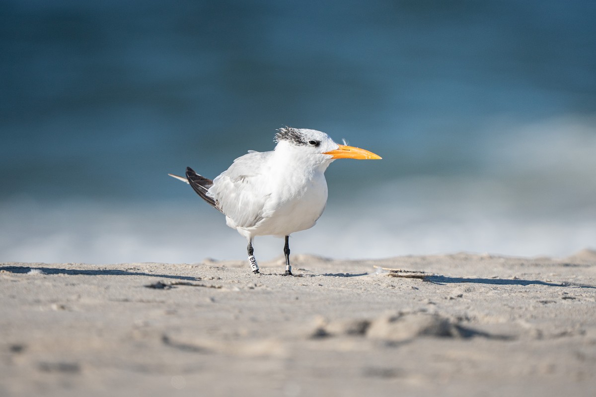 Royal Tern - ML645755842