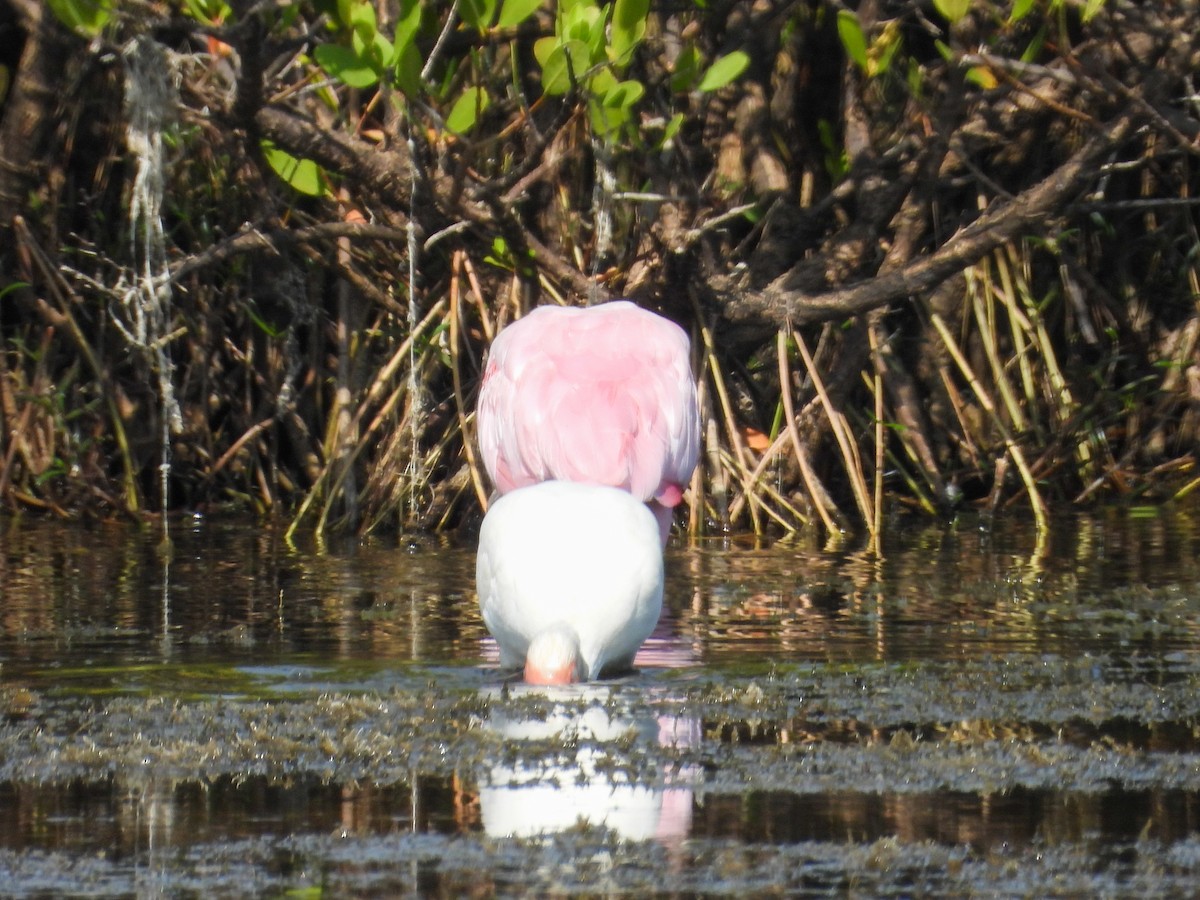 White Ibis - ML645755843
