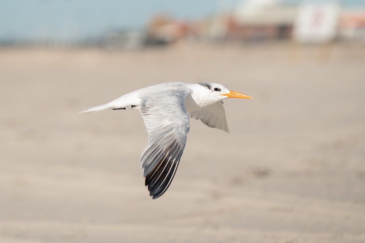שחפית גדולה - ML645755844
