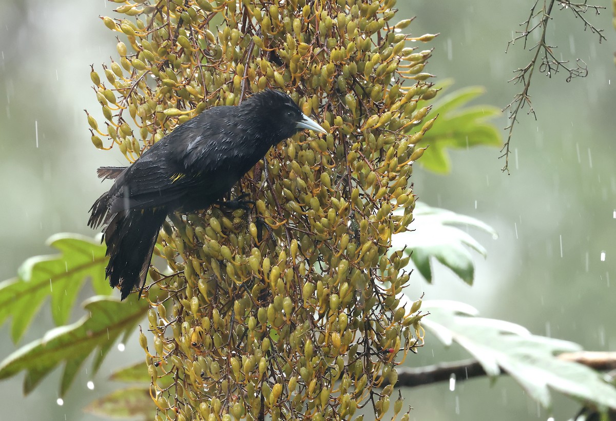 Mountain Cacique - ML645755846