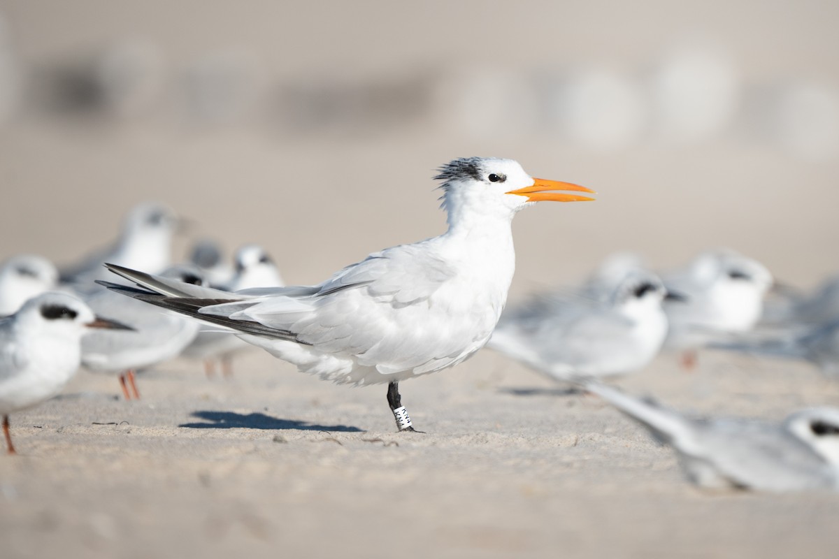 שחפית גדולה - ML645755847