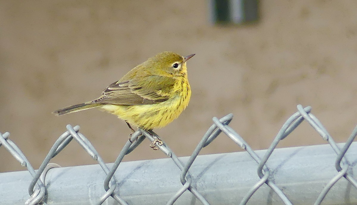 Prairie Warbler - ML645755848