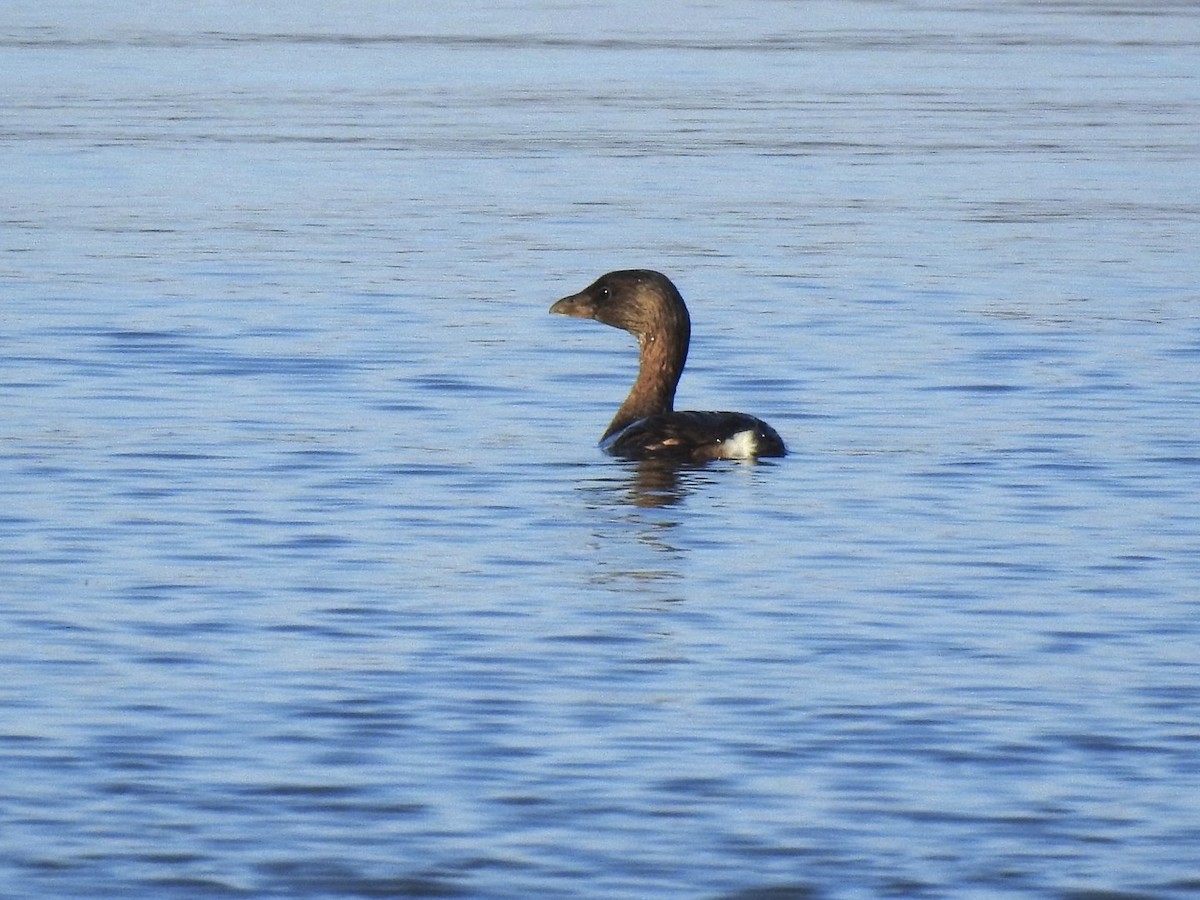 טבלן עקוד-מקור - ML645755849