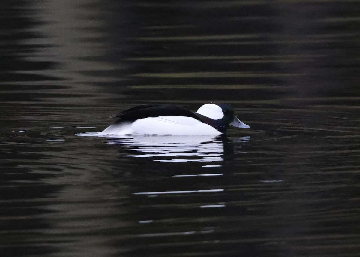 עבראש לבנוני - ML645755850
