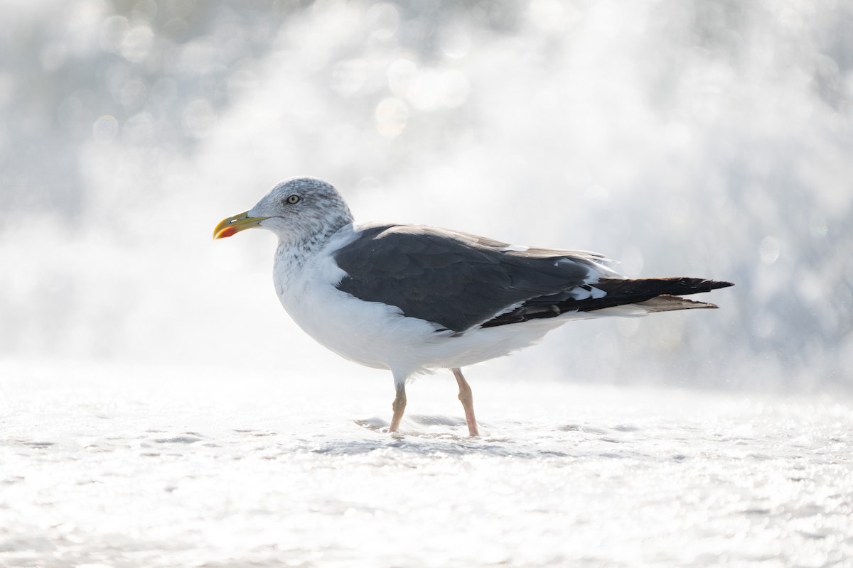שחף שחור - ML645755851