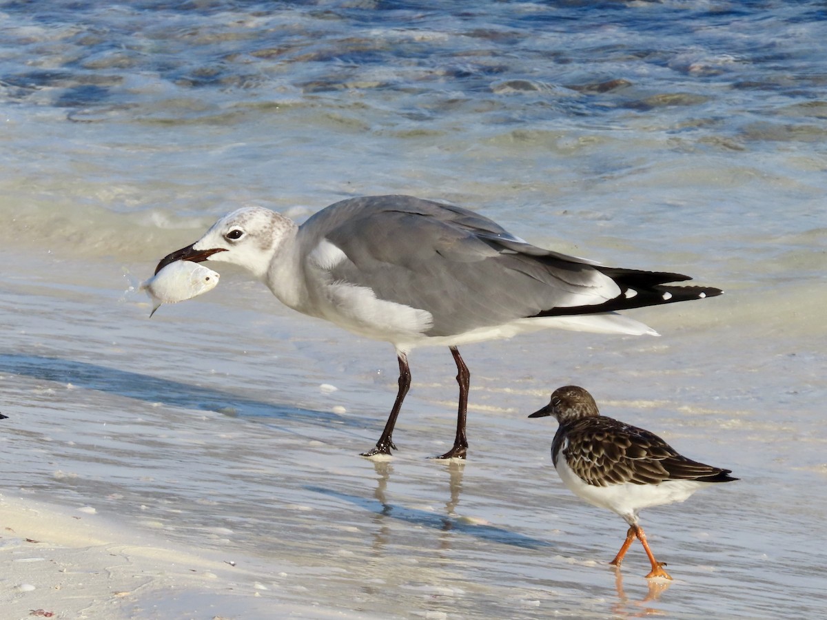 שחף צוחק - ML645755852