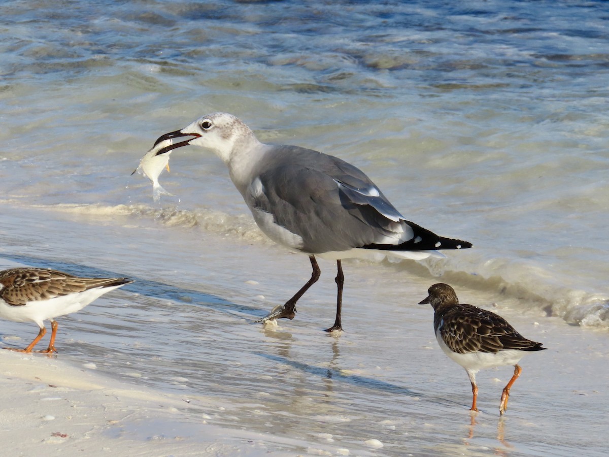 שחף צוחק - ML645755853