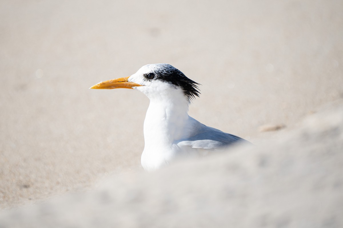 שחפית גדולה - ML645755854