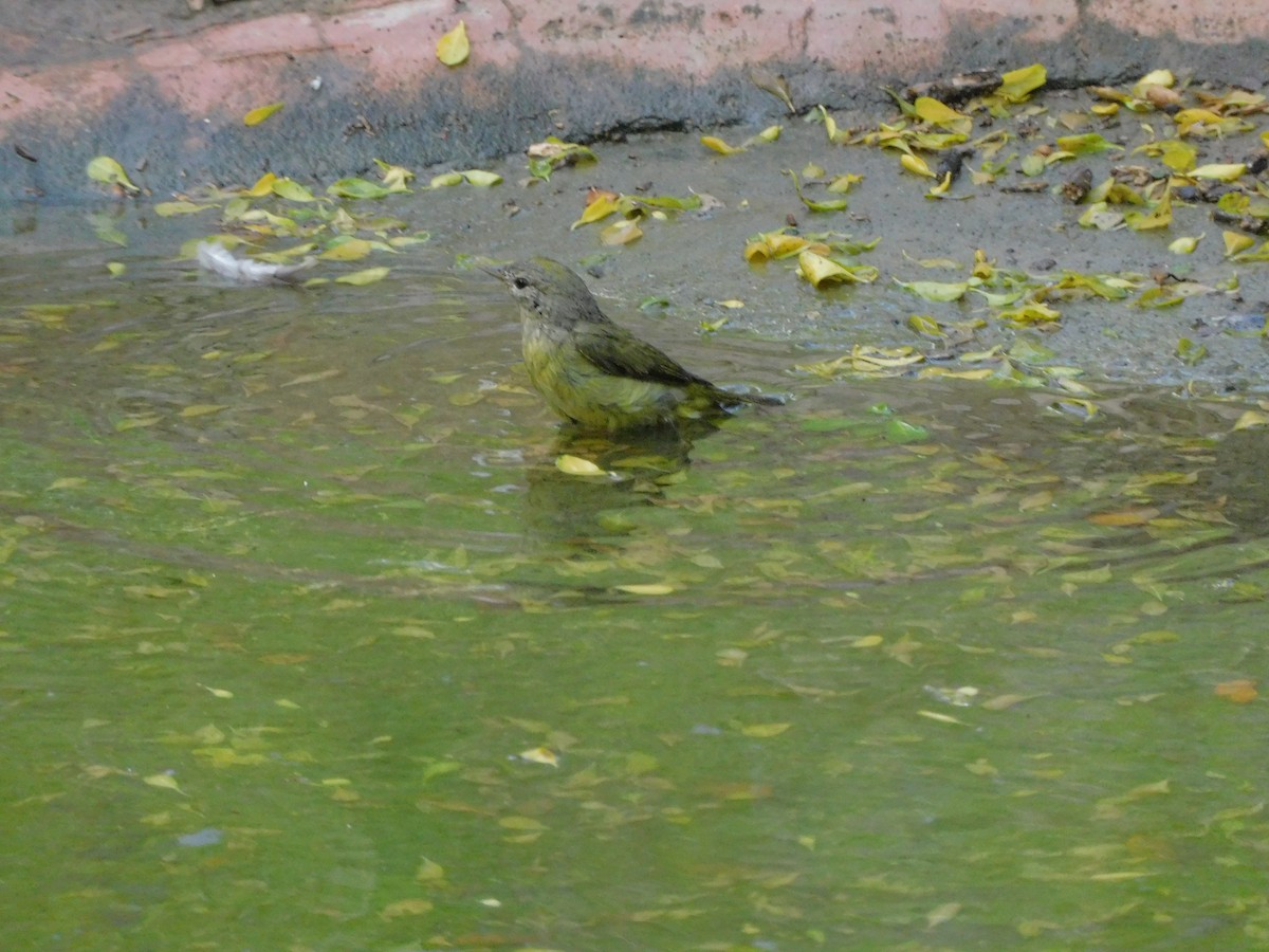 Orange-crowned Warbler - ML645755855