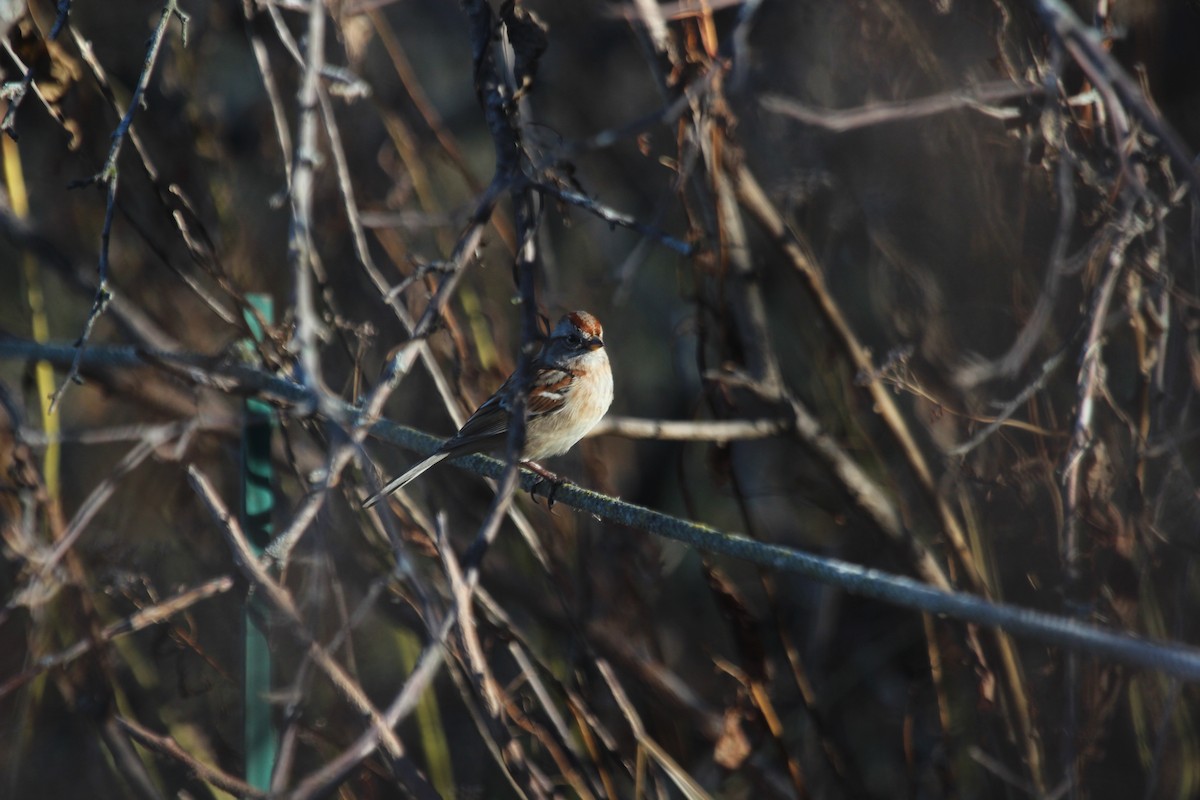American Tree Sparrow - ML645755856