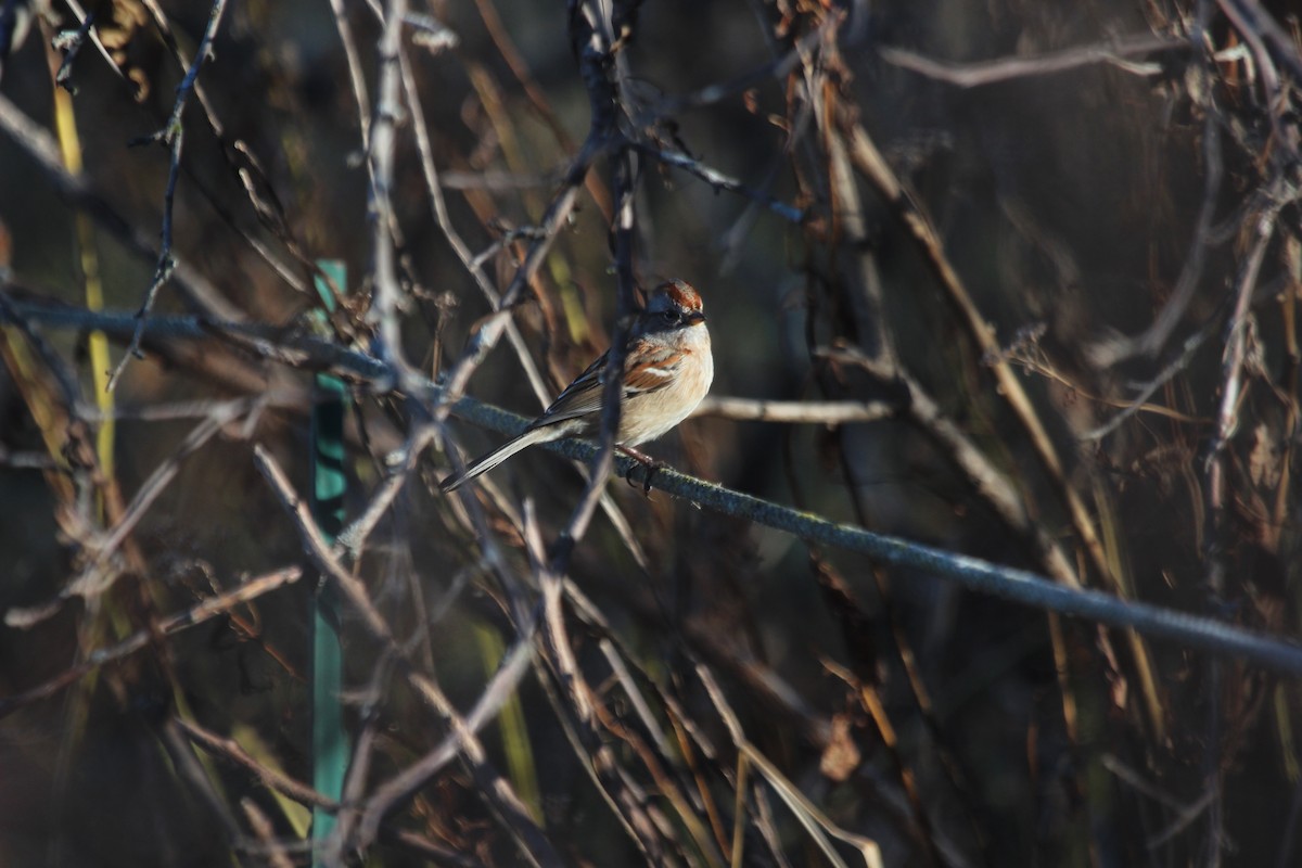 American Tree Sparrow - ML645755857