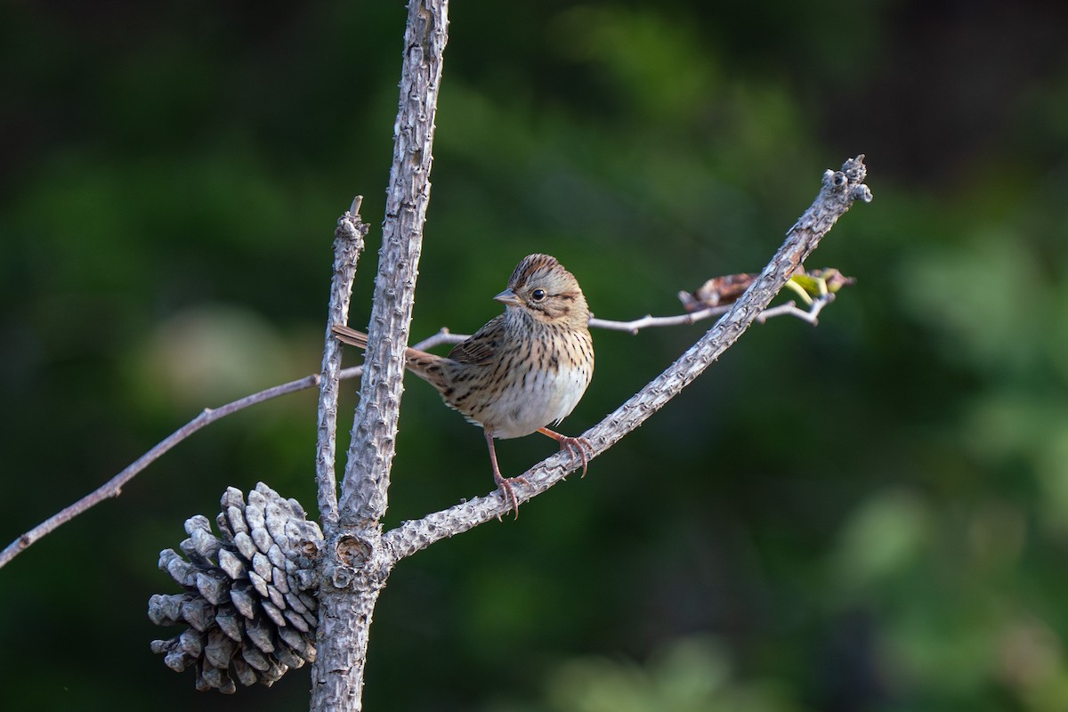 Lincoln's Sparrow - ML645755858