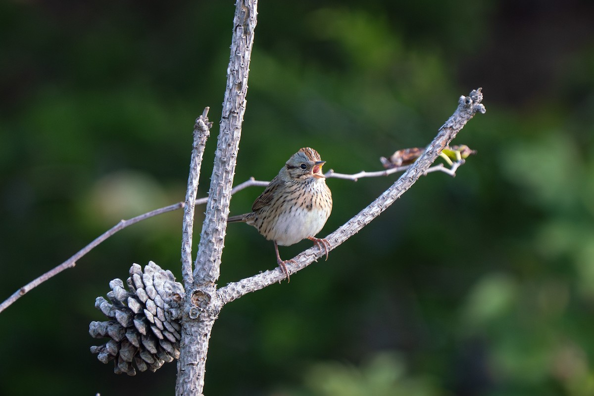 Lincoln's Sparrow - ML645755860