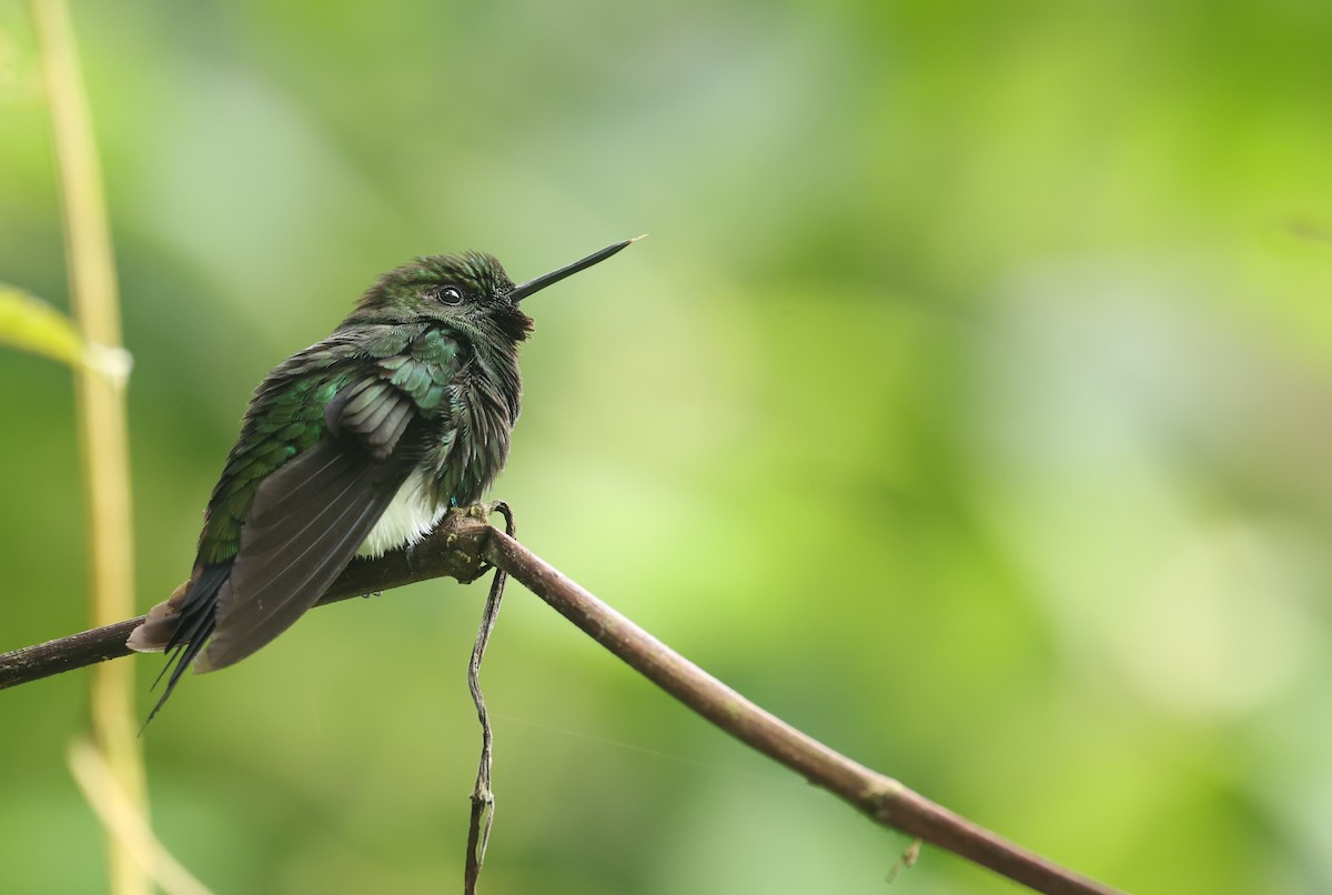 Glowing Puffleg - ML645755861