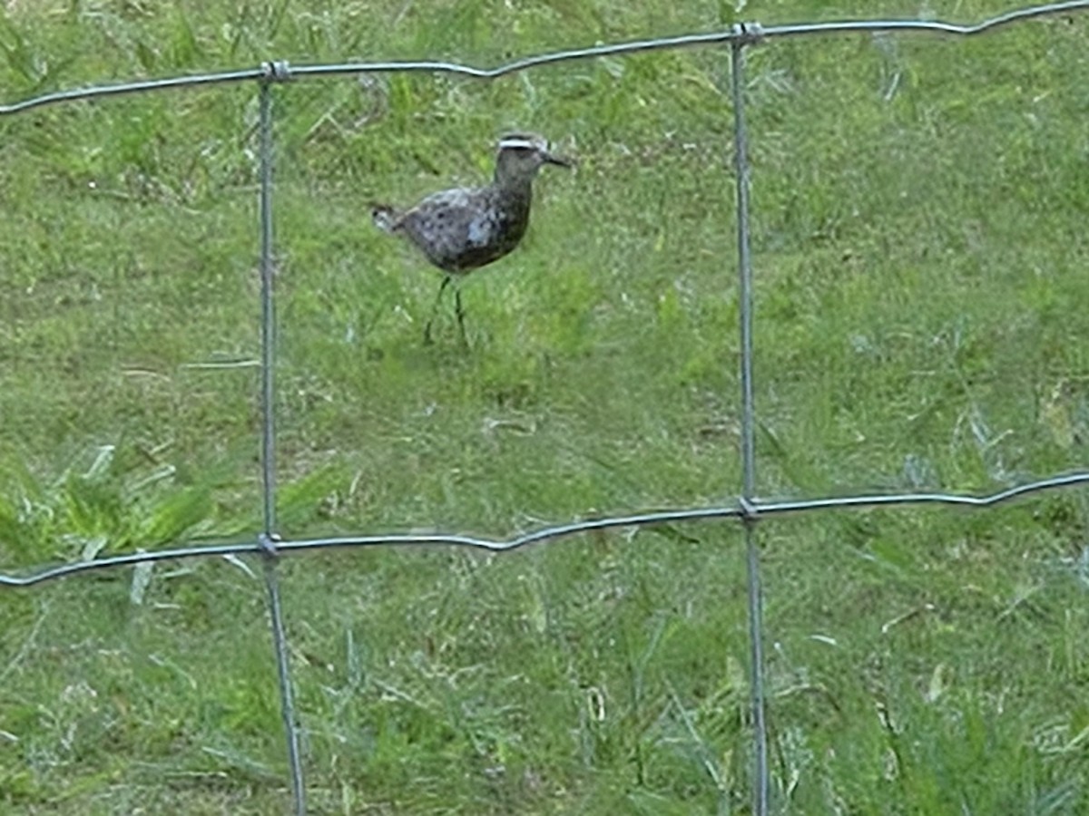 חופזי קטן - ML645755862