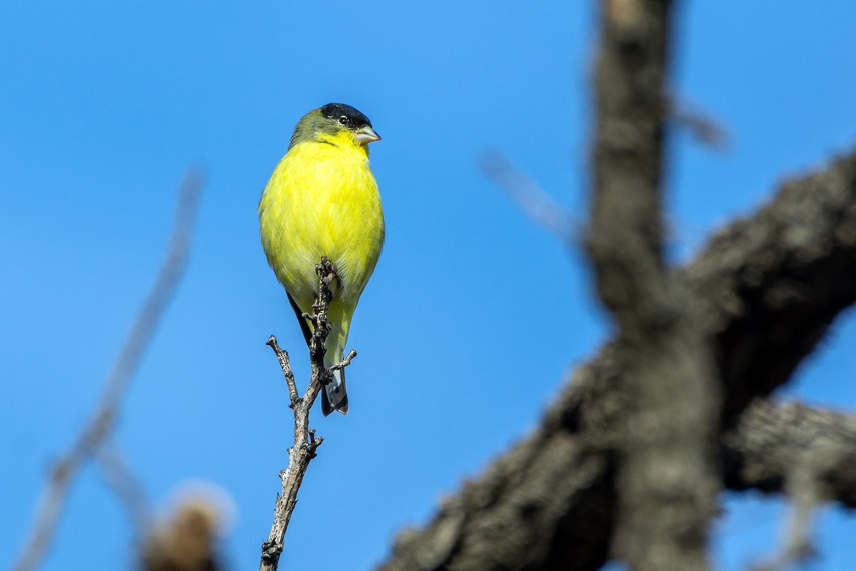 Lesser Goldfinch - ML645755863