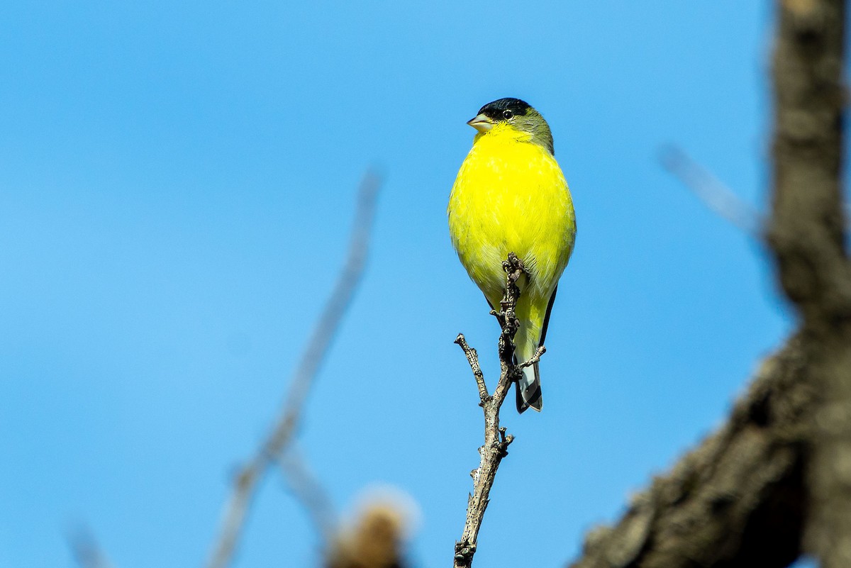 Lesser Goldfinch - ML645755864