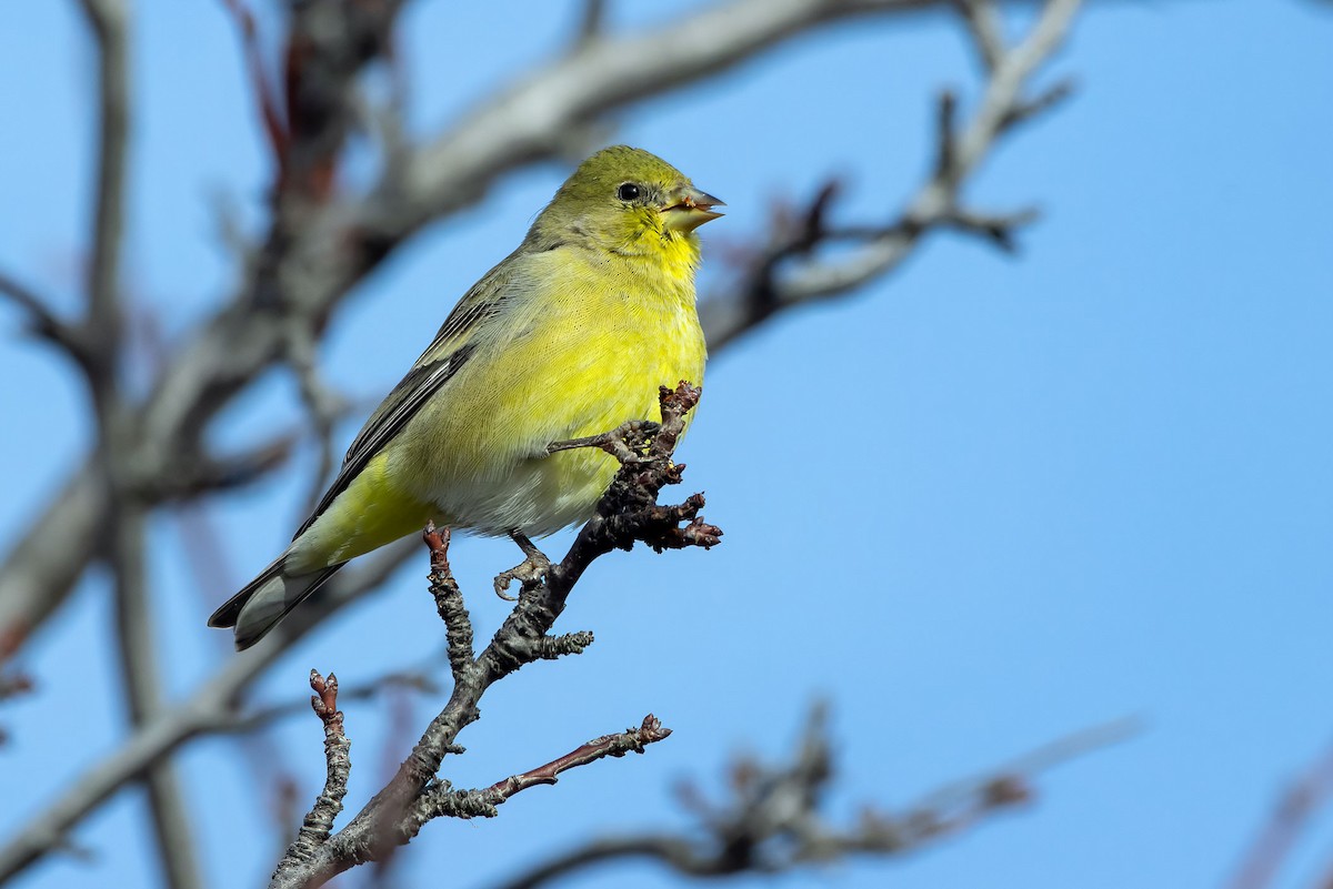 Lesser Goldfinch - ML645755865